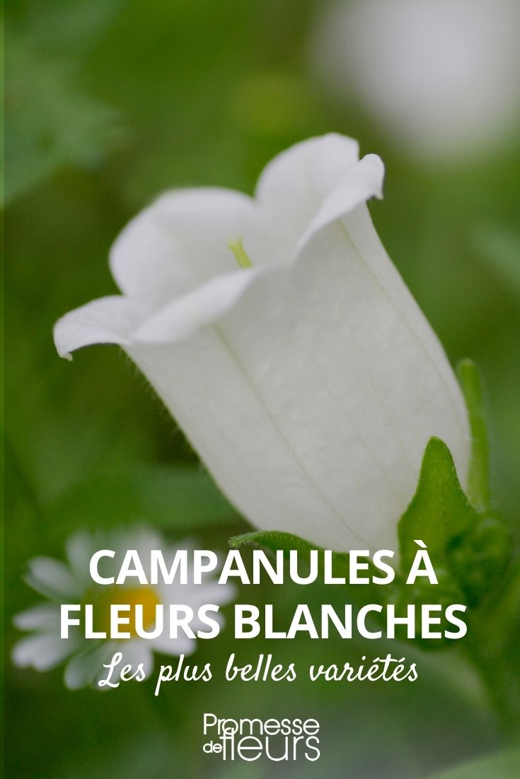 campanillas blancas