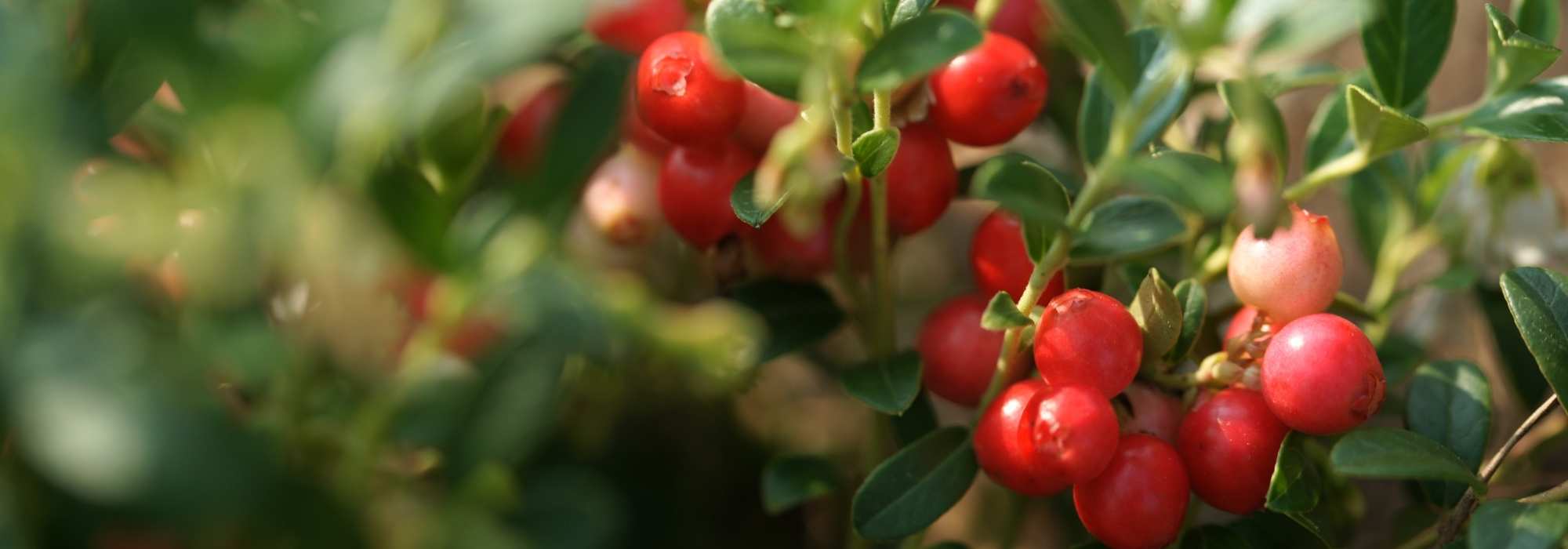 Arándano rojo, arándano rojo grande: plantación, cosecha, beneficios