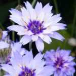 Cultivar flecha de cupido en macetas