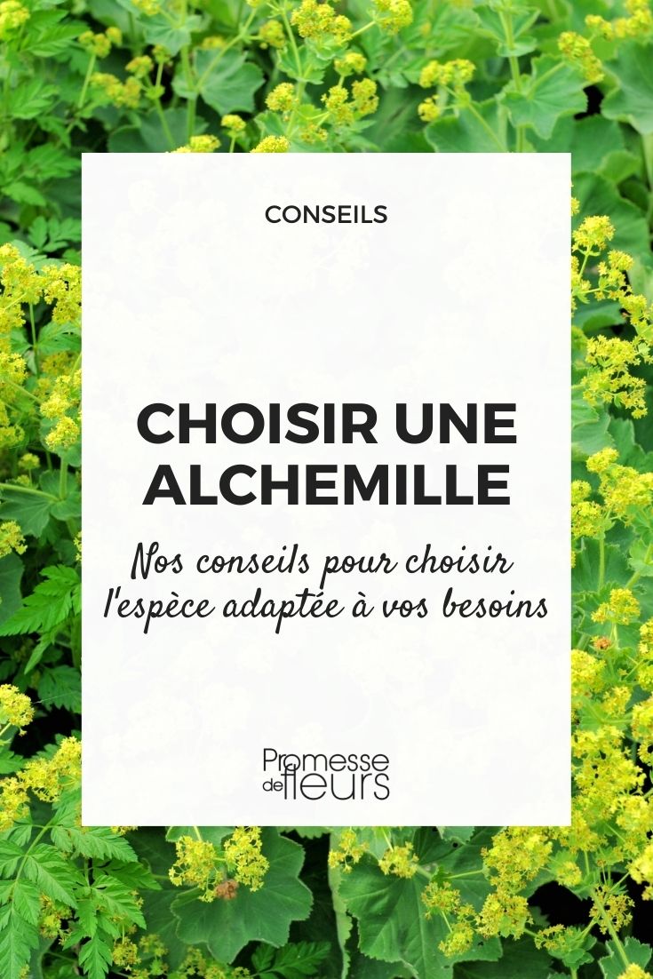 Alchemilla: guía de compra