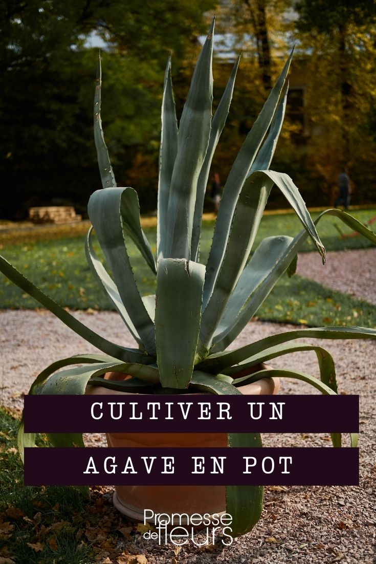 cultivar el agave en maceta