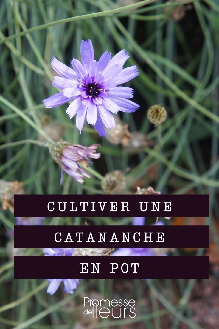 cultivar catananche en maceta