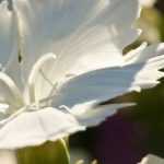 Cultivar claveles en macetas