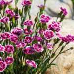 7 claveles para rocalla seca