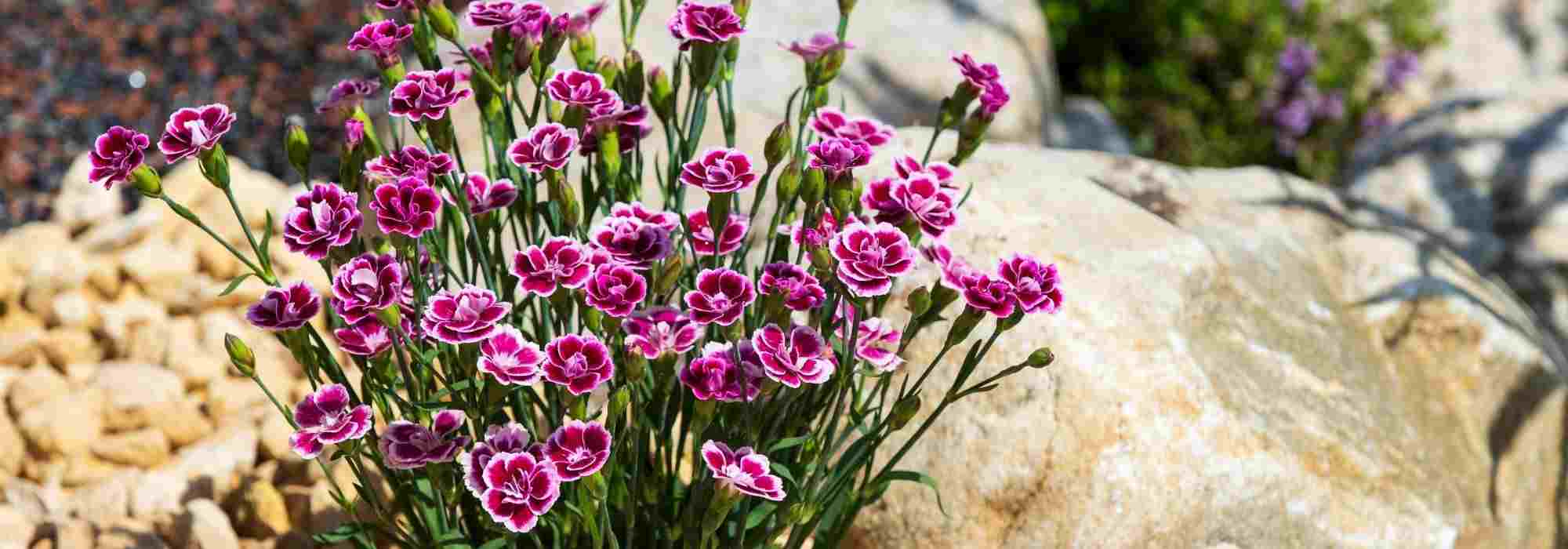 7 claveles para rocalla seca