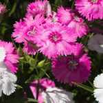 6 claveles para cultivar en macetas