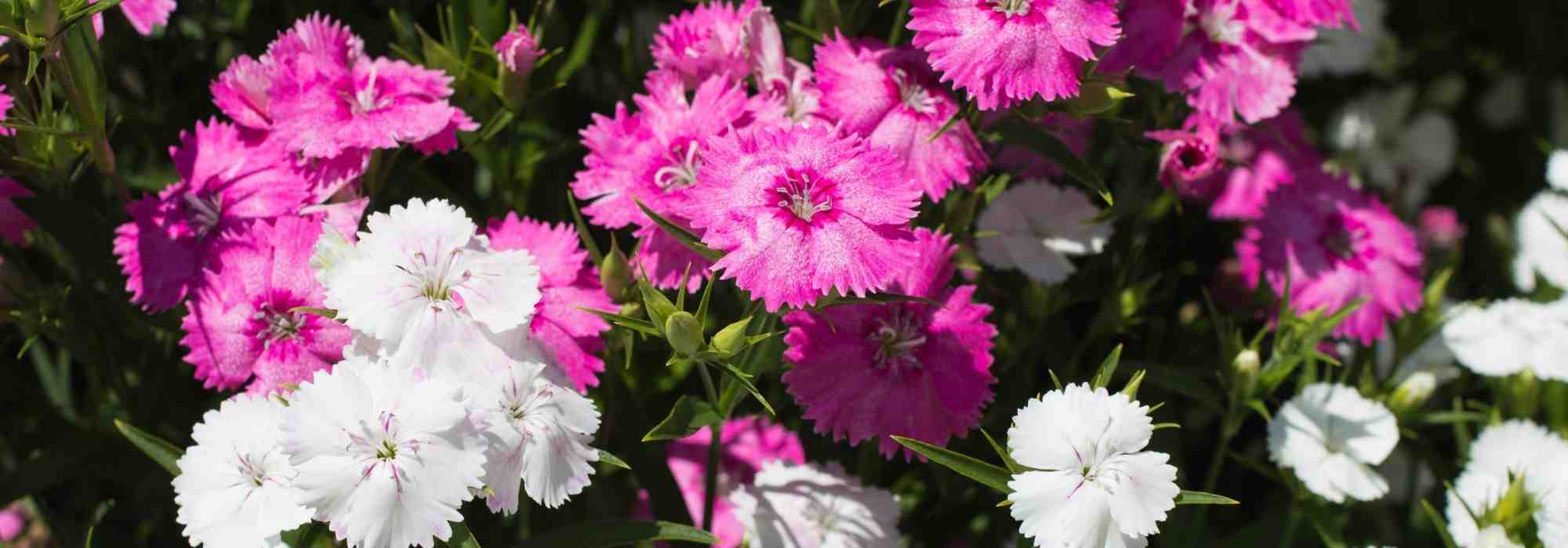 6 claveles para cultivar en macetas