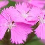 Los 5 claveles rosa más bellos