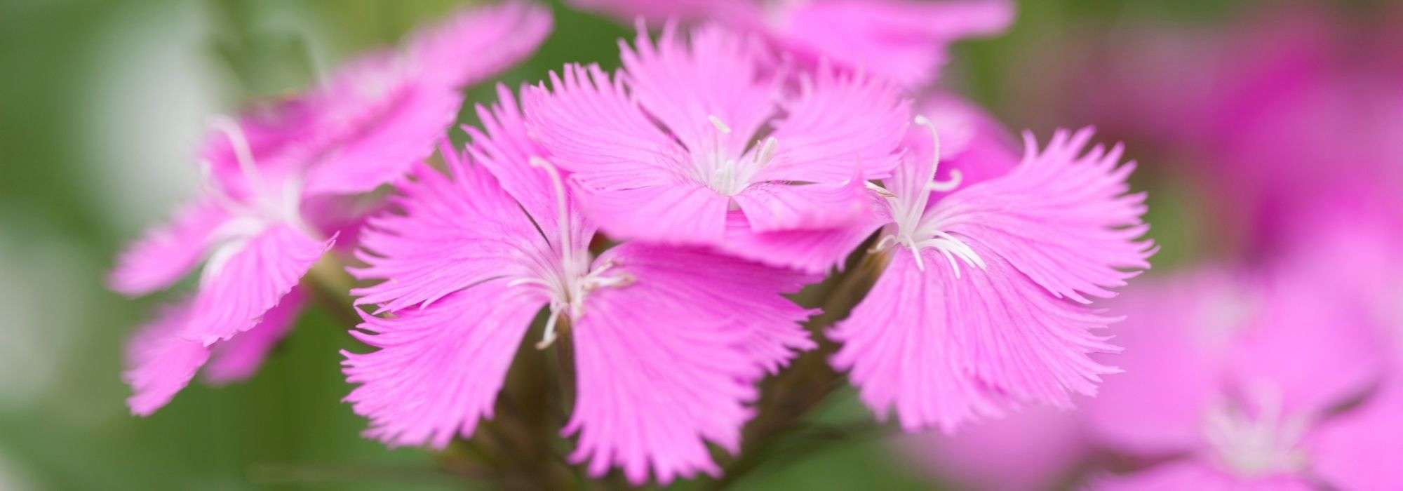 Los 5 claveles rosa más bellos