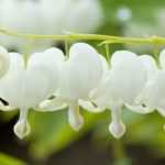 Corazón de María: las variedades más bellas