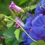 7 plantas trepadoras de crecimiento rápido