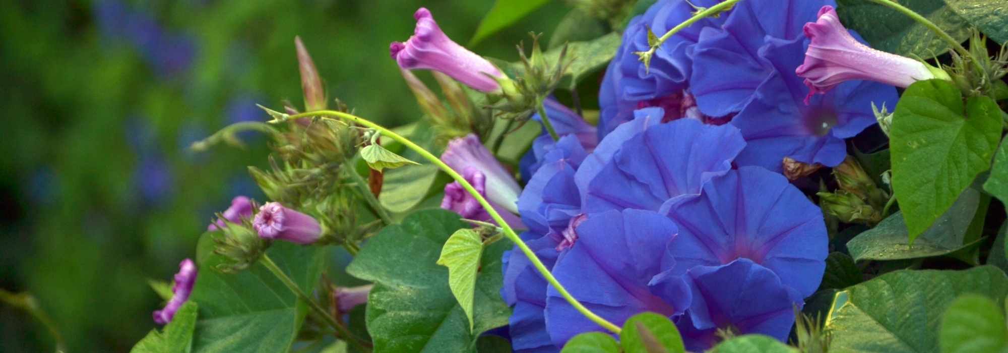 7 plantas trepadoras de crecimiento rápido