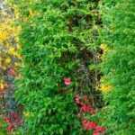 ¿Cómo y por qué crear un seto campestre?