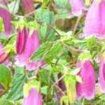 Campanillas con flores acampanadas