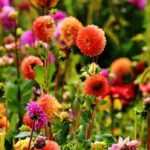 Diseñar un jardín bohemio