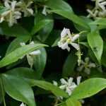 8 trepadoras ultrarresistentes para principiantes