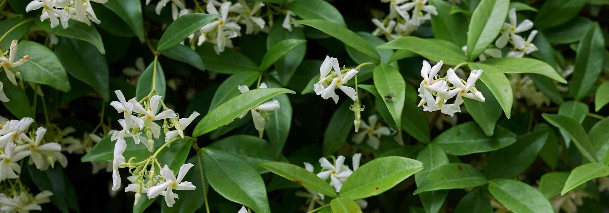 8 trepadoras ultrarresistentes para principiantes