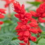 5 salvias de flores rojas
