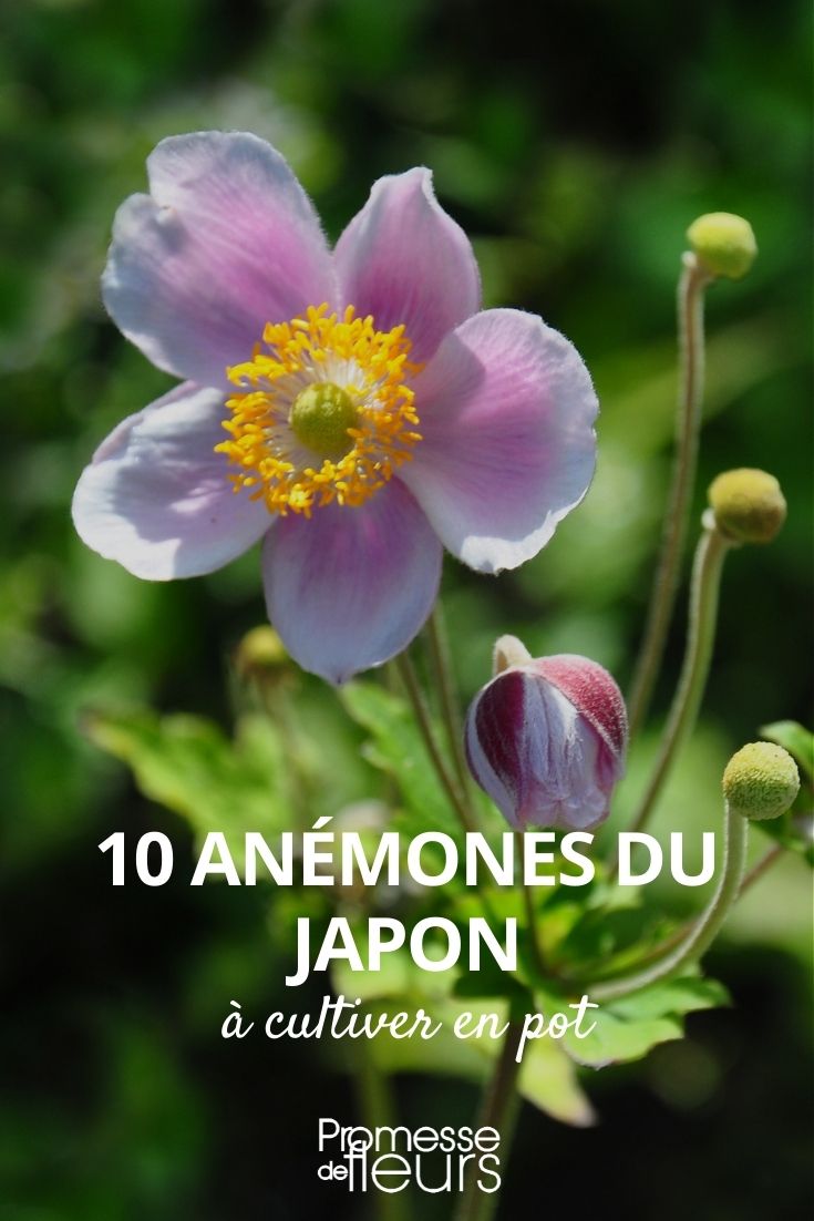 anémona japonesa para maceta