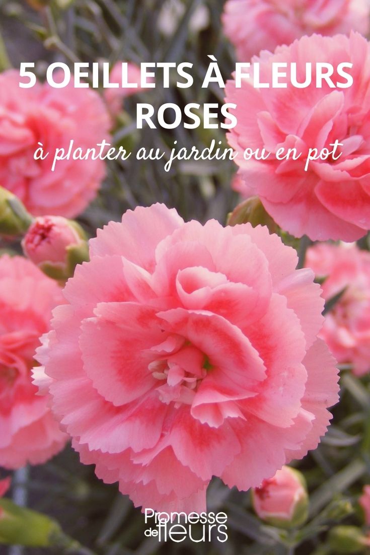 claveles rosas