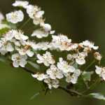 ¿Cómo combinar espinos?