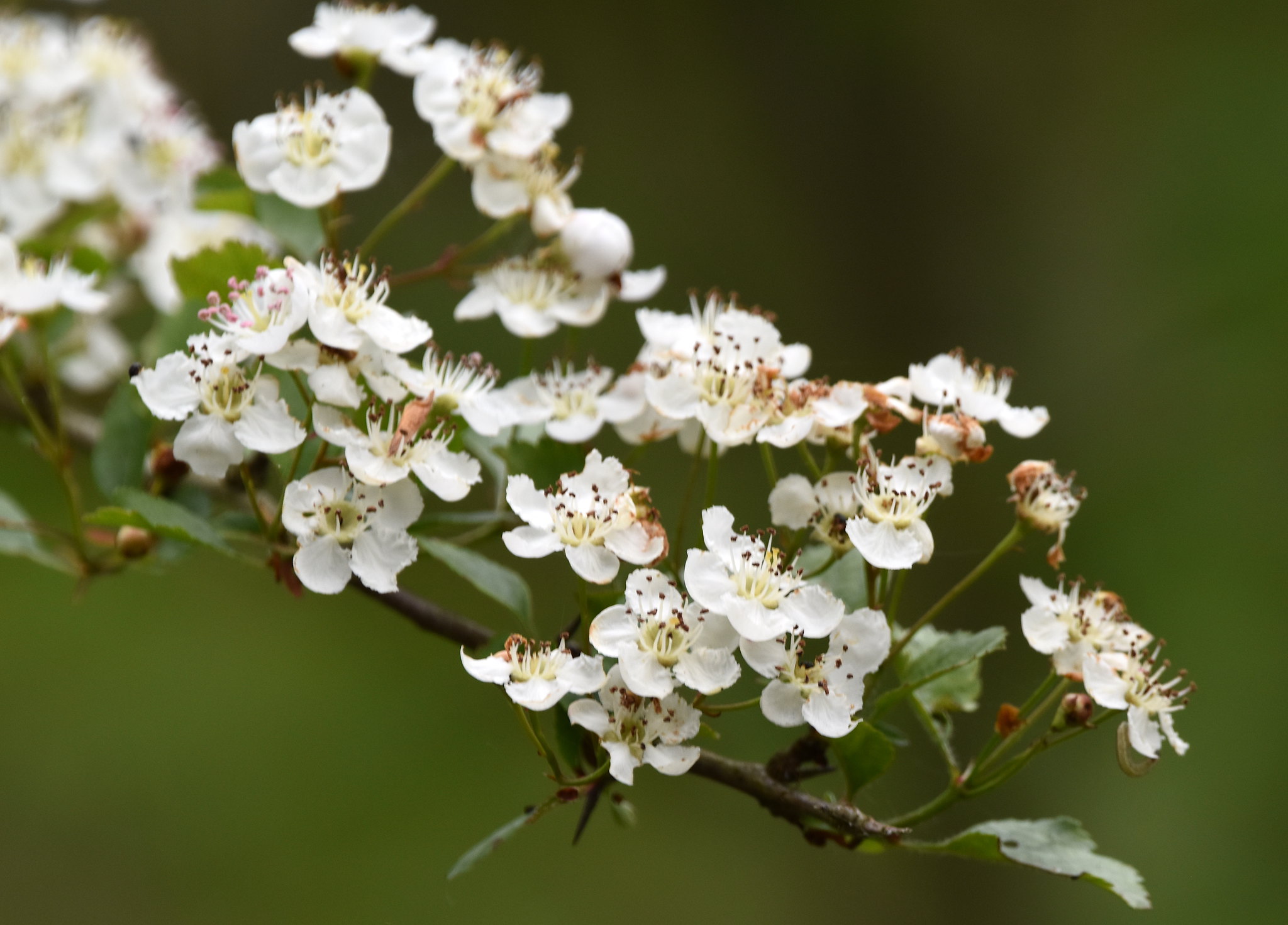 ¿Cómo combinar espinos?