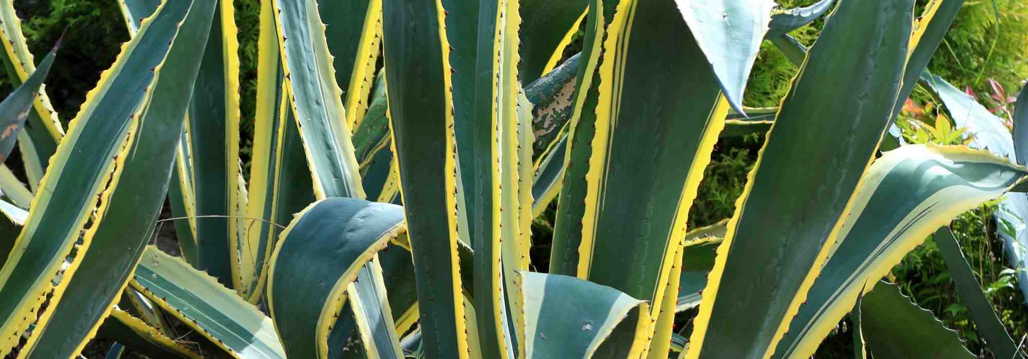 7 magueyes: las variedades más bellas