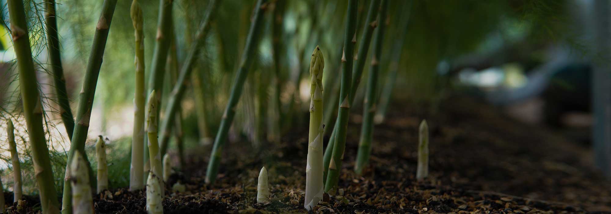 Espárrago blanco: plantación, cultivo y cosecha