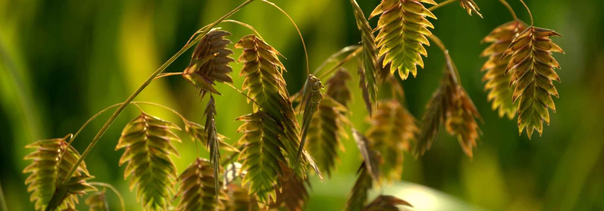 Chasmanthium latifolium, avena de río: plantar y cuidar