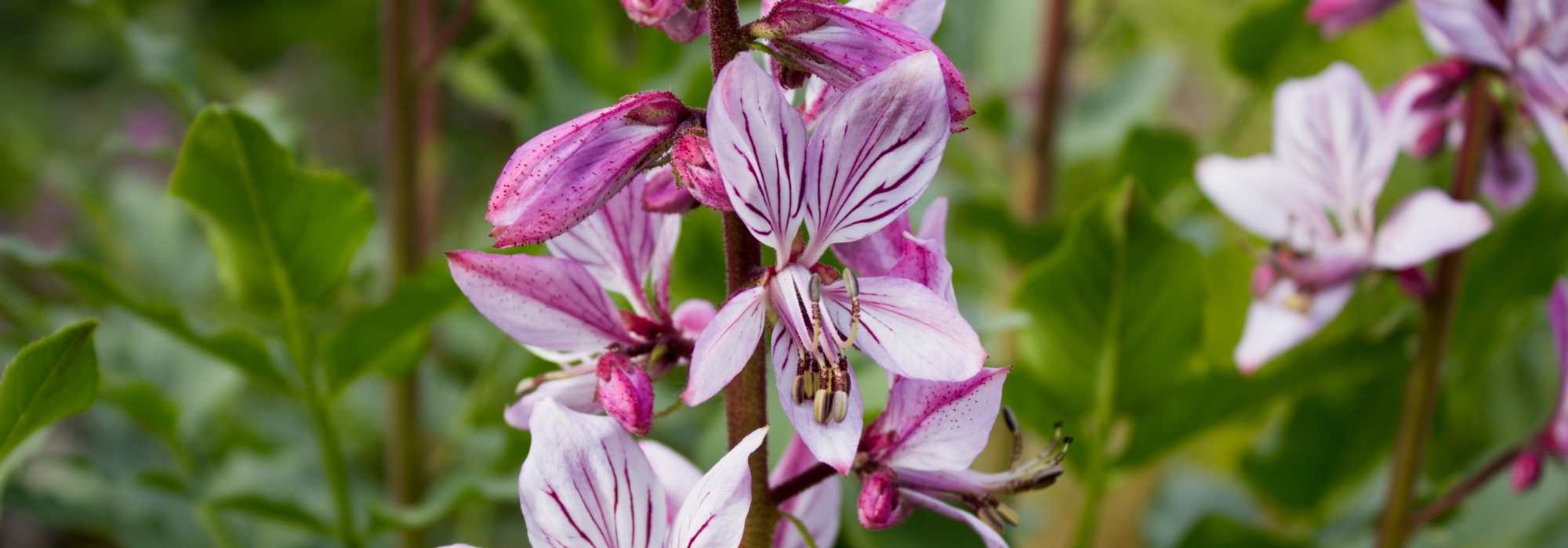 Dictamnus, fraxinela: plantar y cuidar