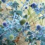 Eryngium: 6 ideas de combinaciones acertadas