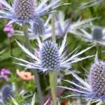 Elegir un Eryngium