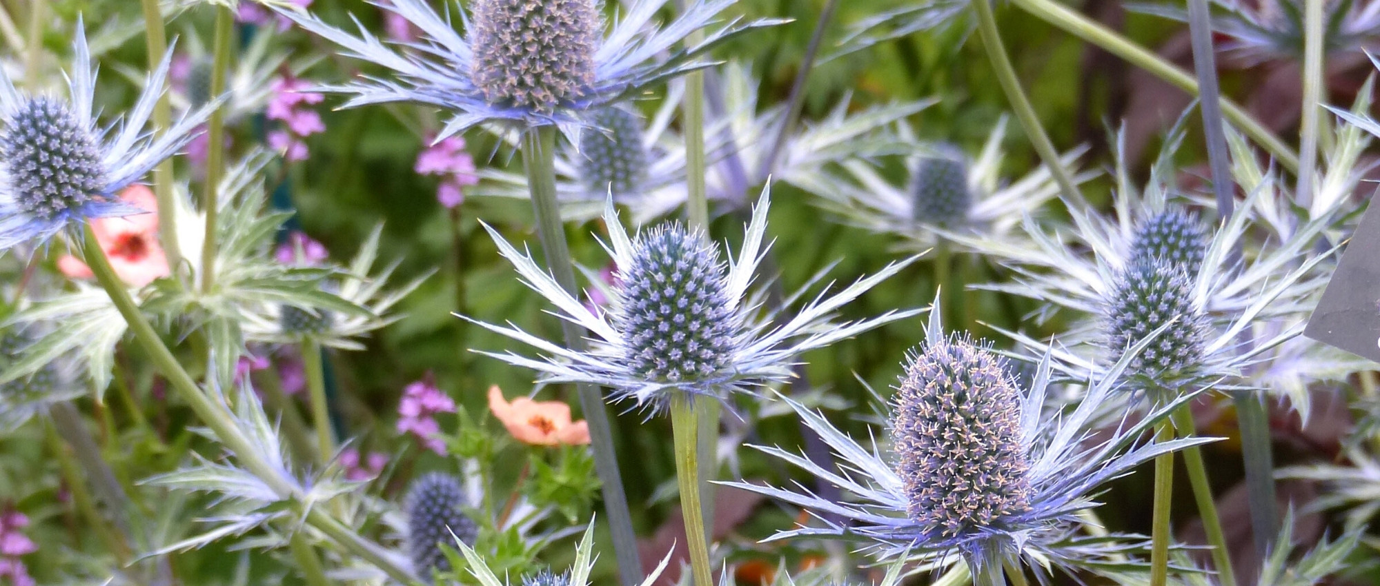 Elegir un Eryngium