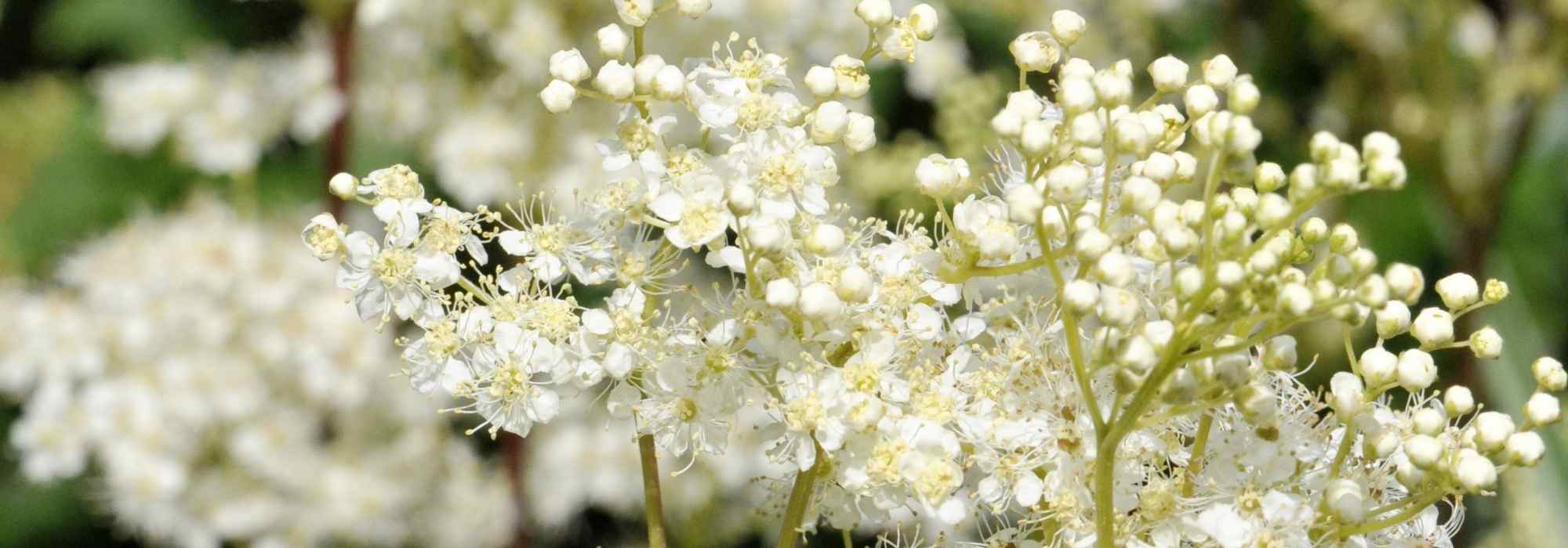 Reinas de los prados de flores blancas: 6 variedades para descubrir