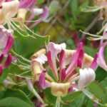 5 trepadoras que no dañan las paredes