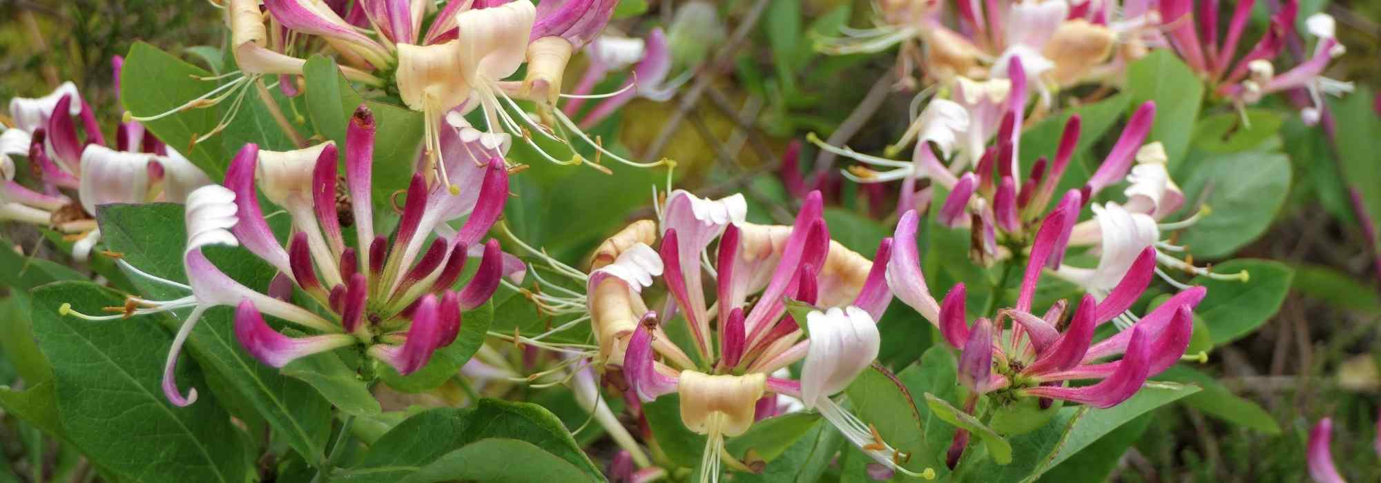 5 trepadoras que no dañan las paredes