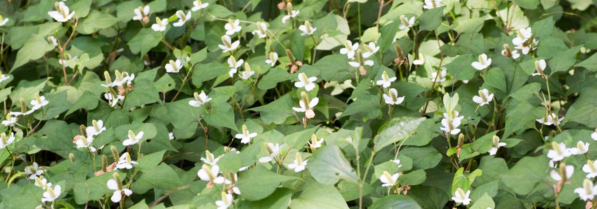 Houttuynia cordata, hierba del pescado: plantar, cultivar