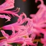 Nerines: 5 ideas para asociarlas