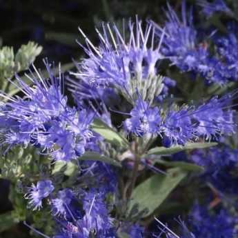 ¿Cuándo y cómo podar un Caryopteris?