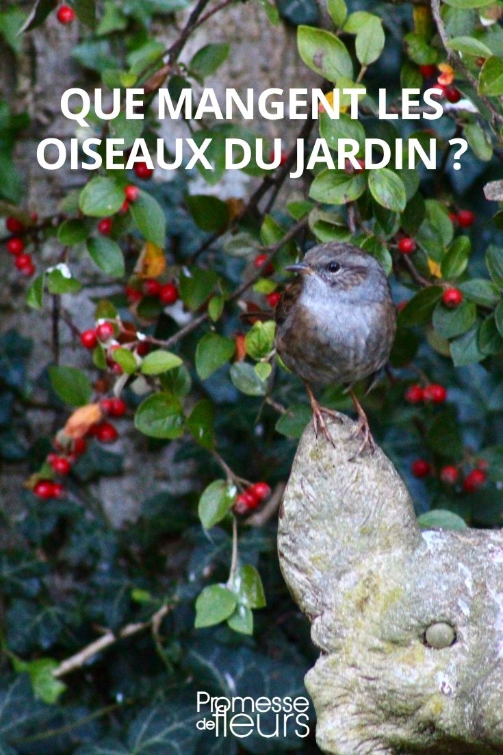 ¿Qué comen los pájaros del jardín?