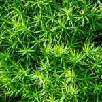 Sagina, Sagina subulata: plantación, cuidados, usos