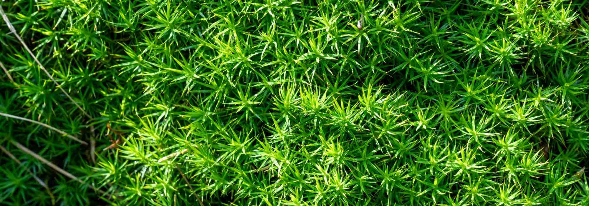 Sagina, Sagina subulata: plantación, cuidados, usos