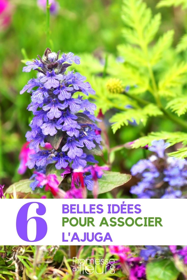 Aquí tienes la traducción al español:

"Búgula asociar"

(Nota: "bugle" se traduce como "búgula", una planta ornamental, y "associer" como "asociar". Si necesitas más contexto sobre cómo se utiliza esta frase en un texto específico, por favor proporciona más detalles para una traducción más precisa.)