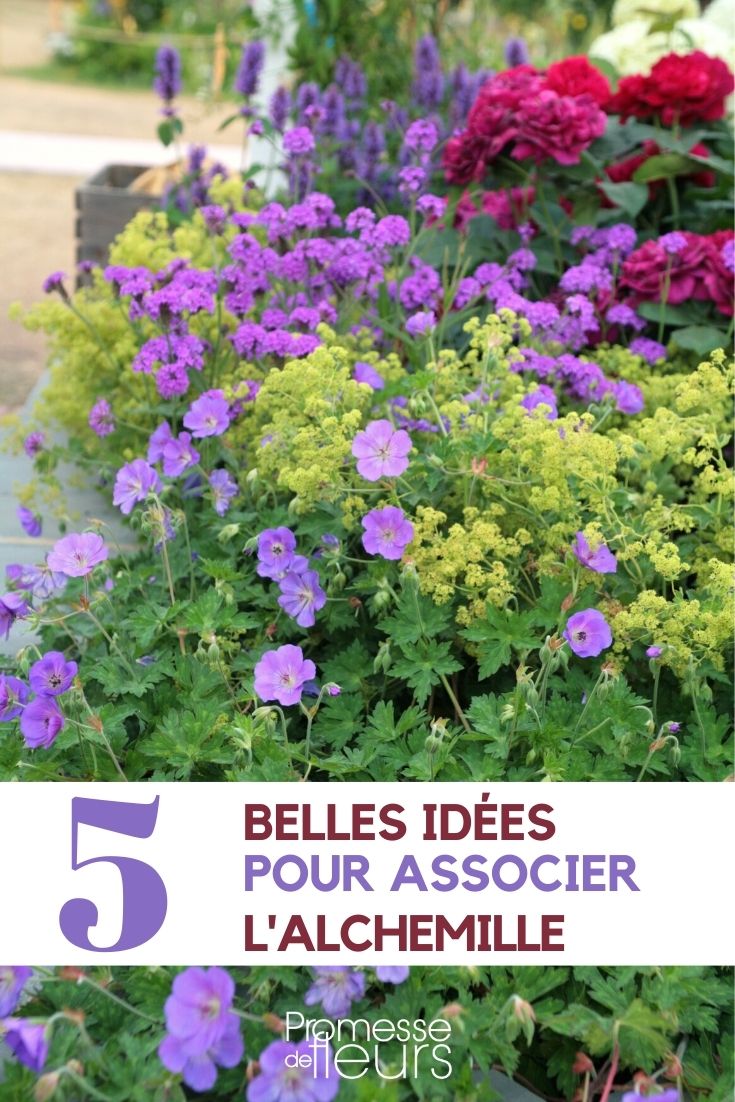 Asociar la alchemilla