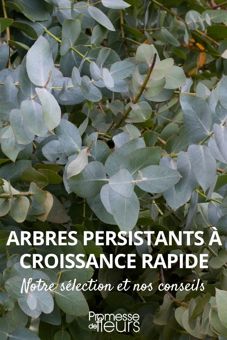 árboles perennes de rápido crecimiento