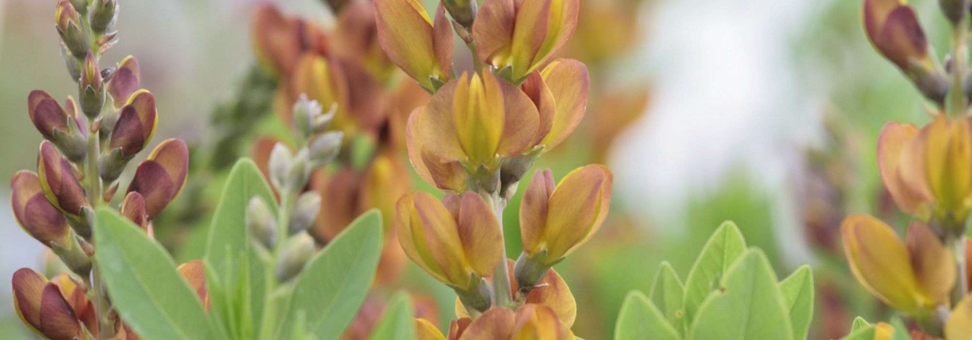 Baptisia: las variedades más bellas