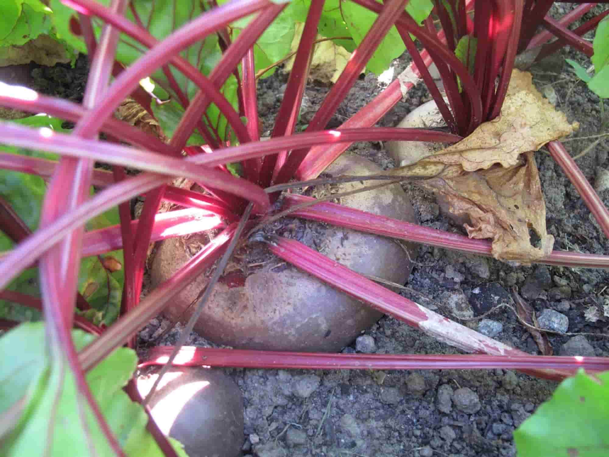 Remolacha: enfermedades y plagas