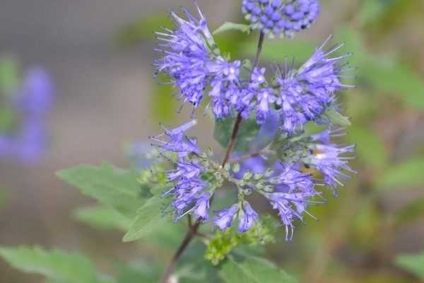 ¿Cómo hacer esquejes de Caryopteris?