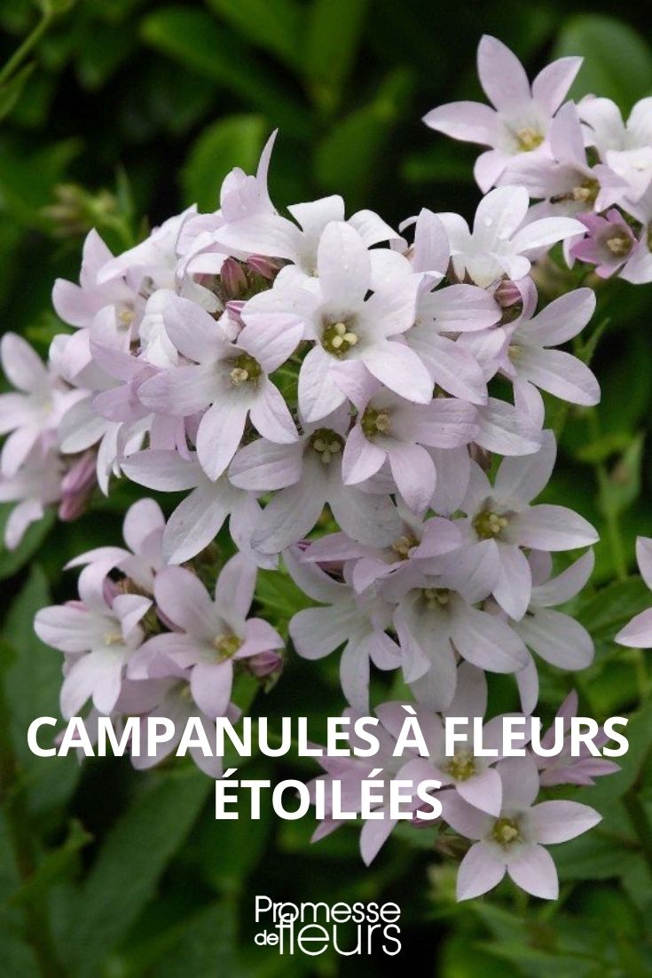 campanulas de flores estrelladas