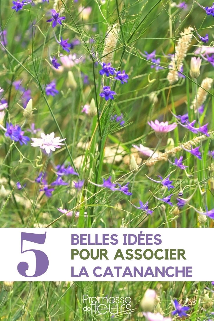 asociar la catananche